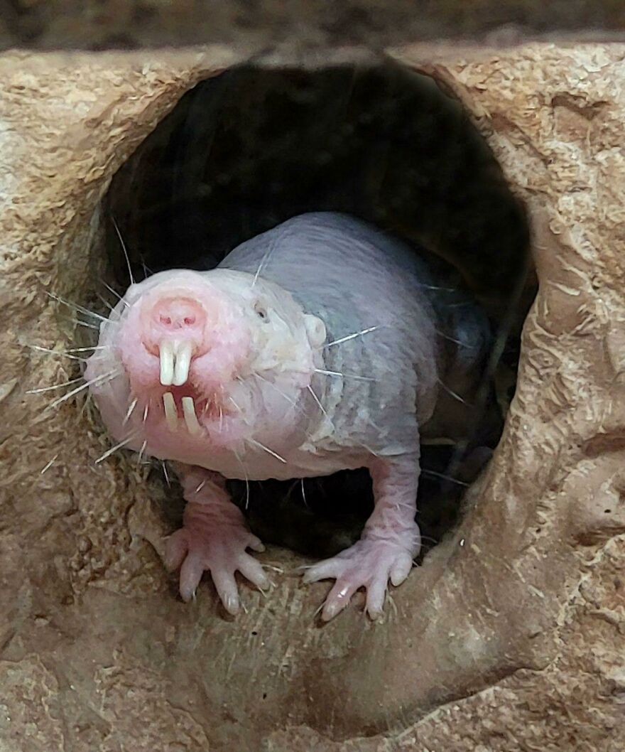 Hairless naked mole rat emerging from underground burrow, a contender for scariest animal in the world.
