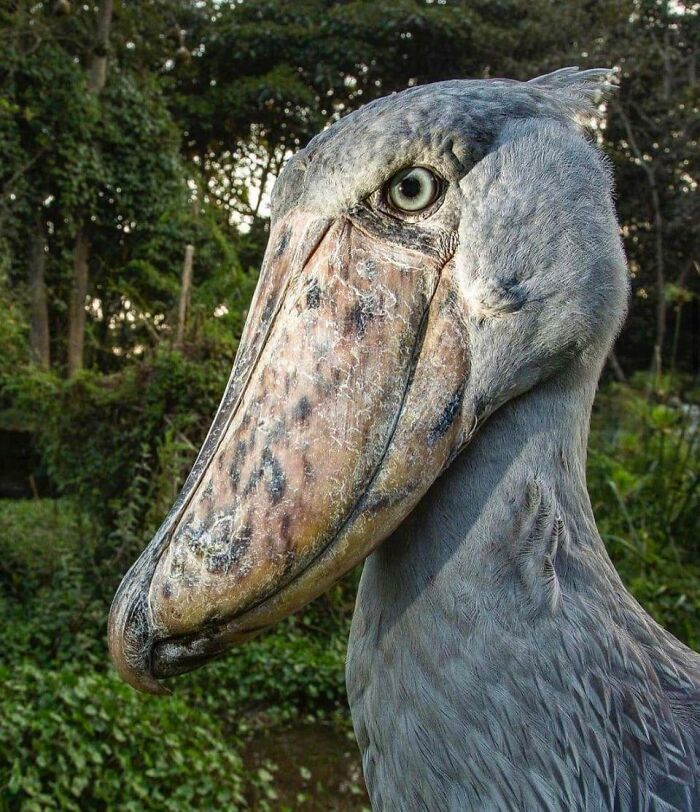 Close-up of a shoebill bird in a natural setting, often considered one of the scariest animals in the world.