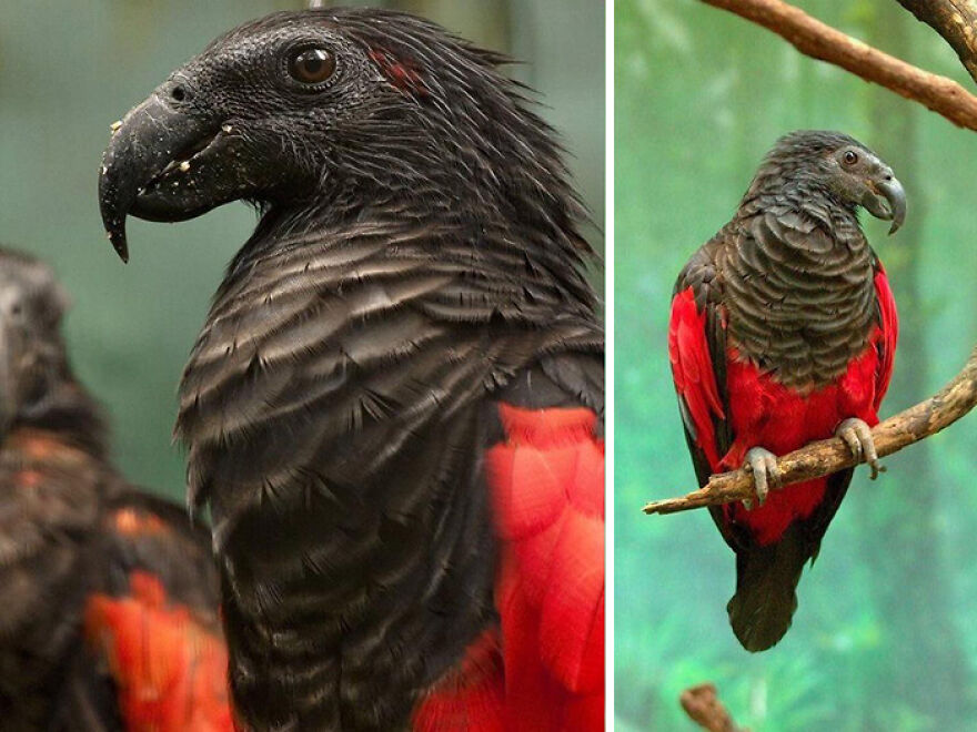 Close-up and full view of a Dracula Parrot with red wings, highlighting a candidate for scariest animal in the world