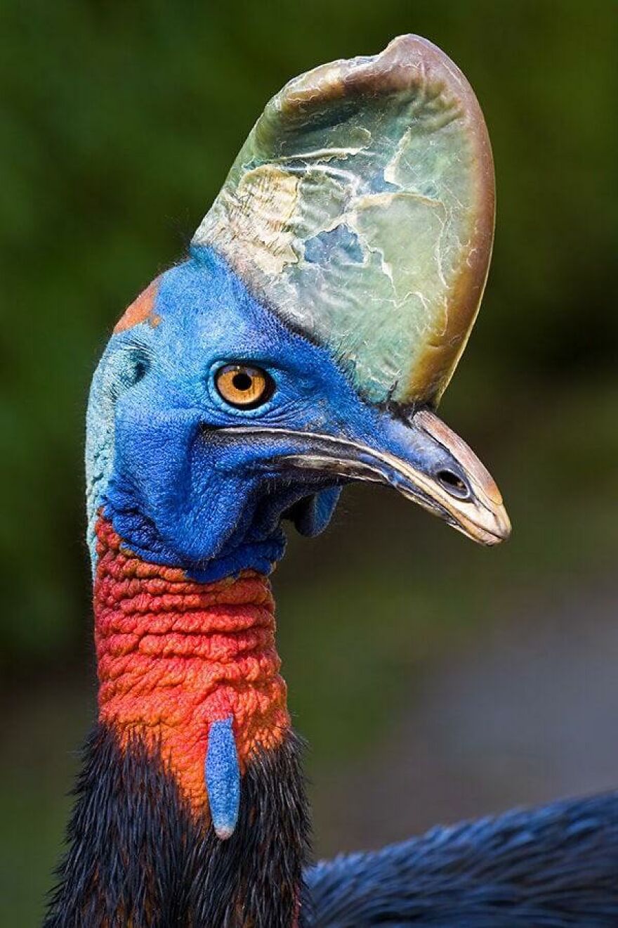 Close-up of a cassowary bird with vibrant blue and red feathers, known as one of the scariest animals in the world.