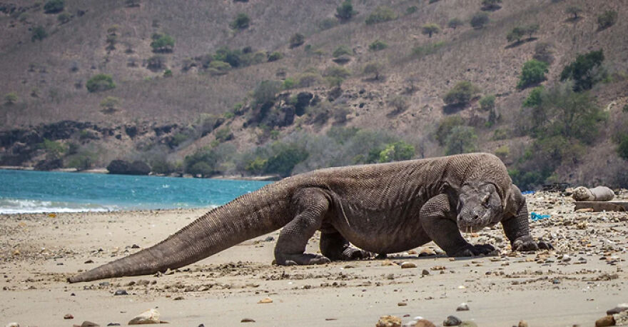 Komodo dragon walking on a sandy beach near water, known as one of the scariest animals in the world.