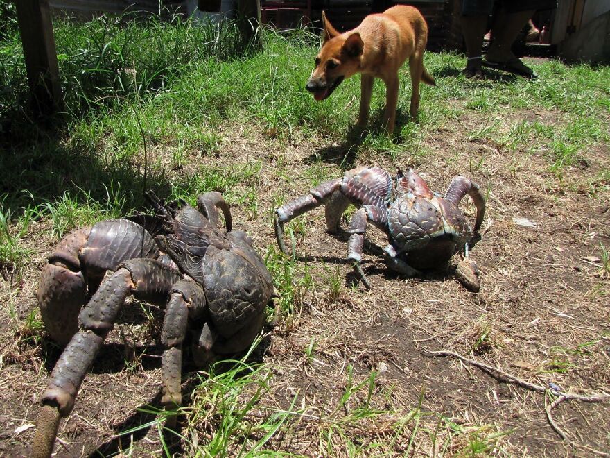 Dog cautiously approaching two large crabs outdoors on grass, illustrating a potential scariest animal encounter.