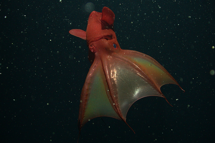 Deep-sea creature with red fins and unique body swimming in dark water, showcasing the scariest animal in the world.