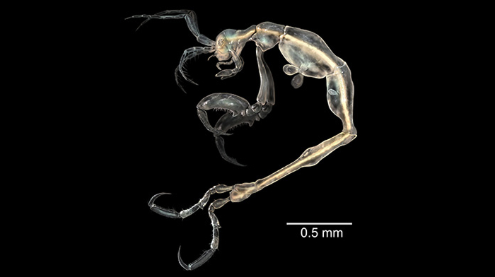 Microscopic close-up of a tiny scary animal with claws and antennae on a black background.