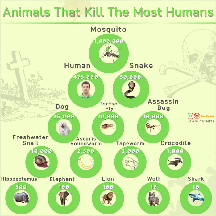 Chart showing animals that k**l the most humans worldwide, including mosquitoes, humans, snakes, and more.