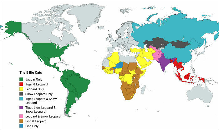 World map chart showing distribution of the five big cats across different regions worldwide parts of the world.
