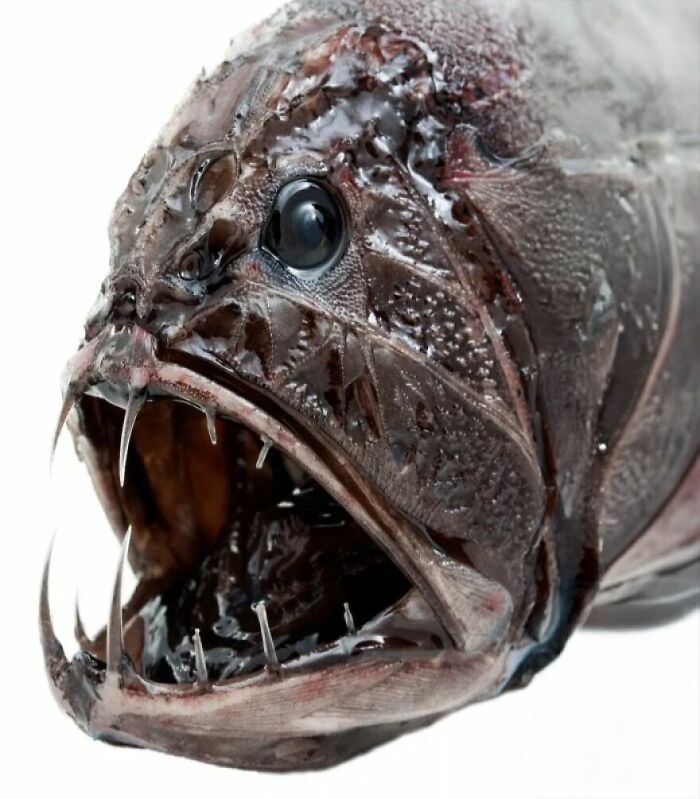 Close-up of a deep-sea fish with sharp teeth, showcasing one of the scariest animals in the world.