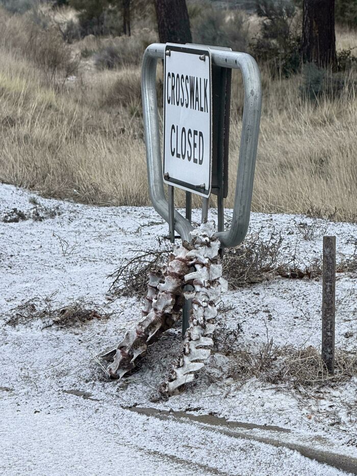 Creepy and unsettling scene of old bones arranged against a crosswalk closed sign in a snowy, desolate outdoor area.