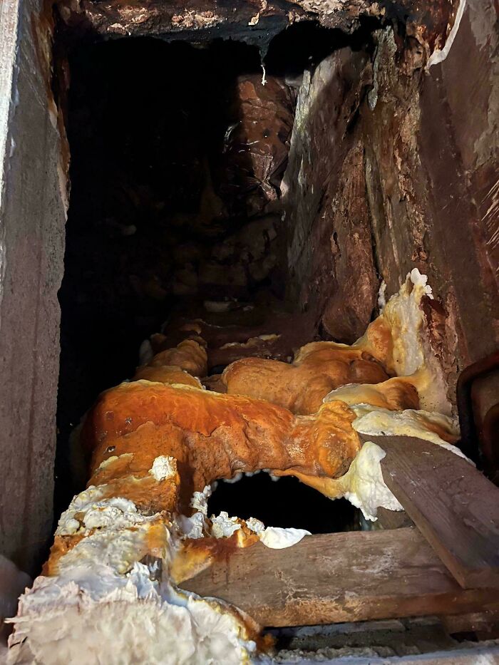 Close-up of an unsettling, creepy mold growth inside a dark, confined space, capturing a disturbing and eerie moment.
