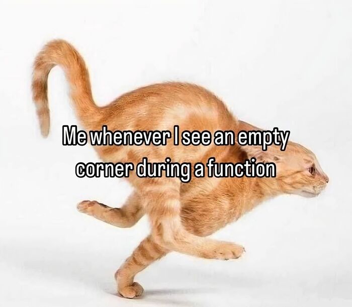 Cat with two heads humorously illustrating a relatable moment for neurodivergent people at social functions.