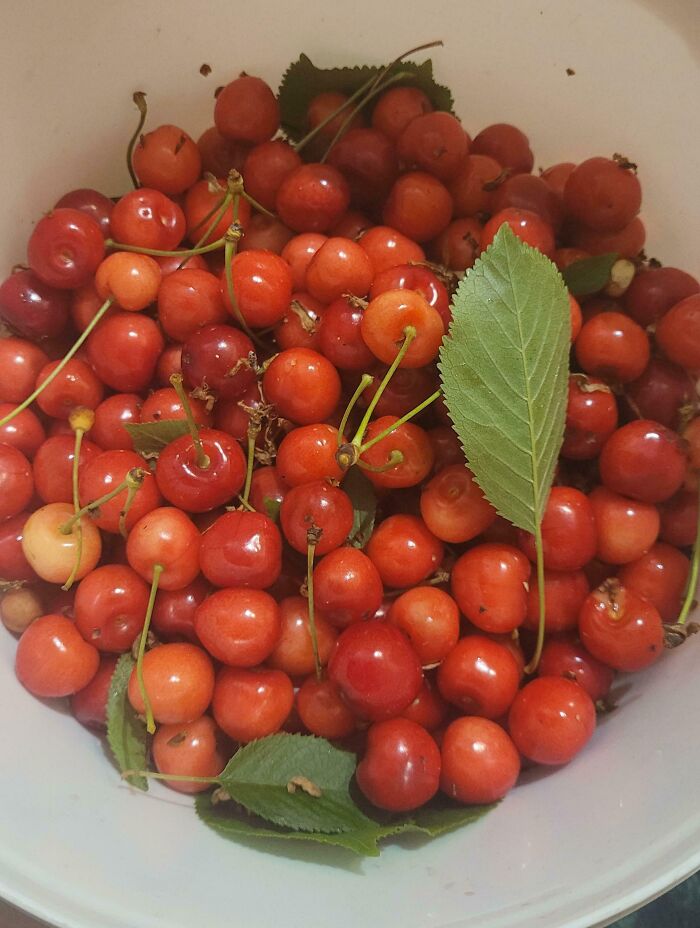 Frutas rojas en un recipiente que representan fotos sobre tener un hermano con sentido de derecho y actitud egoísta.