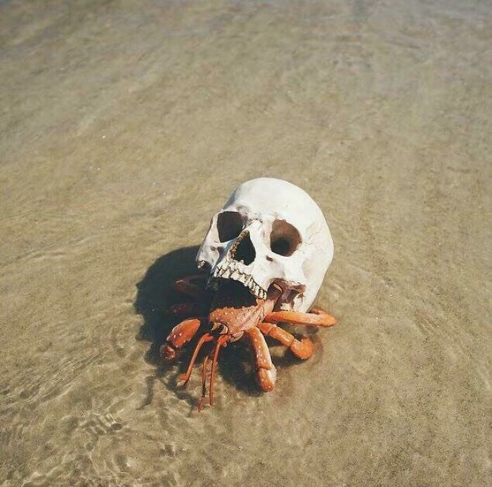 Crab carrying a human skull on sand in shallow water, capturing a creepy and unsettling moment in nature.