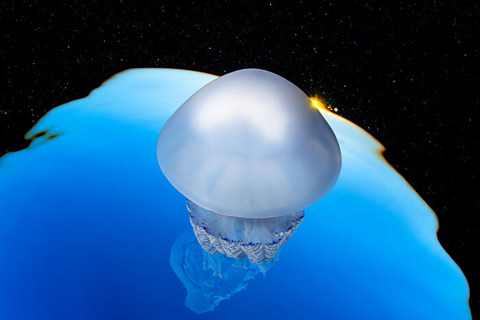 Jellyfish illuminated in blue ocean with dark starry background from 2025 Ocean Photographer of the Year Awards.