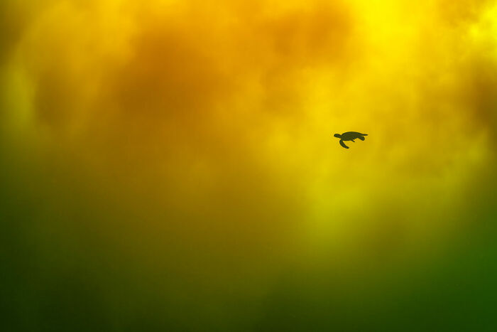 Sea turtle silhouette swimming in vibrant orange and green water, showcasing stunning ocean photographer of the year imagery.
