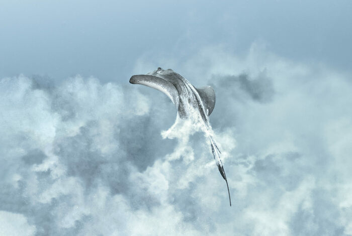 Ocean photographer of the year image showing a hammerhead shark swimming through misty blue ocean waters.