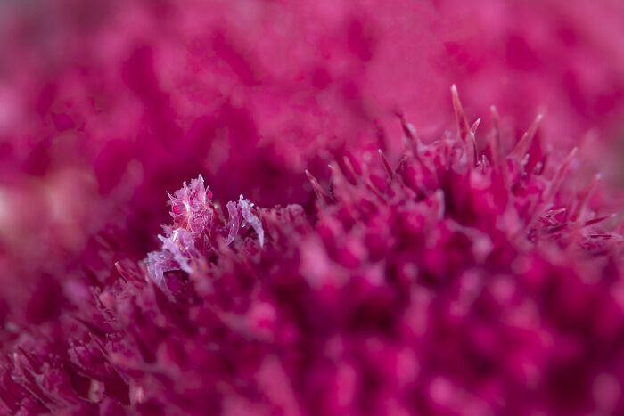Tiny camouflaged marine creature blending into vibrant pink coral, showcasing stunning ocean photography detail and color.