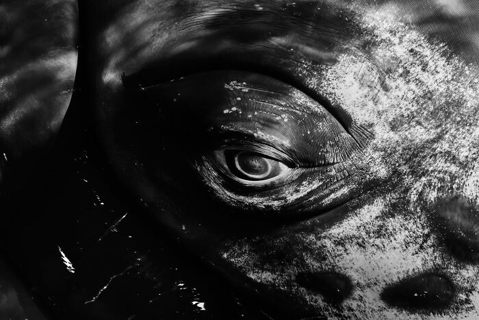 Close-up black and white image of an ocean animal's eye showcasing stunning details from Ocean Photographer awards.