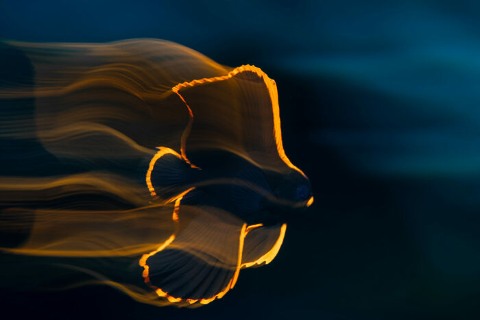 Glowing fish with illuminated fins swimming in dark water captured in a stunning ocean photographer of the year image.