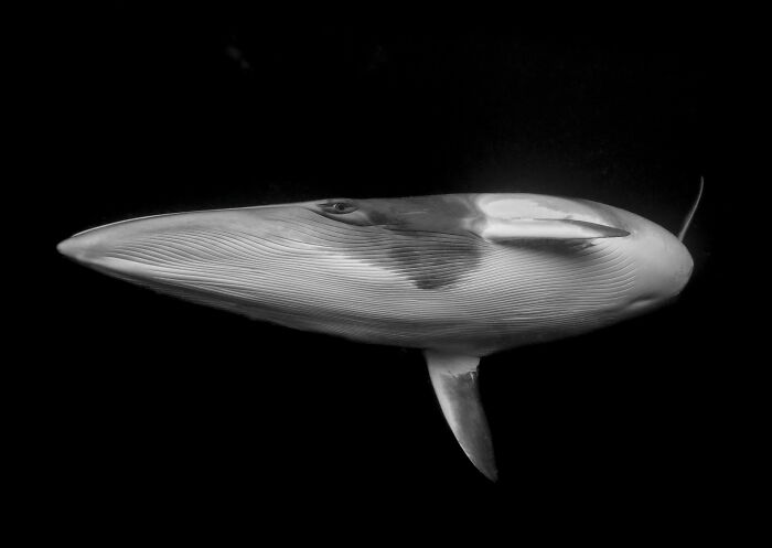 Close-up of a whale captured underwater, showcasing stunning details in a top ocean photographer of the year awards image.
