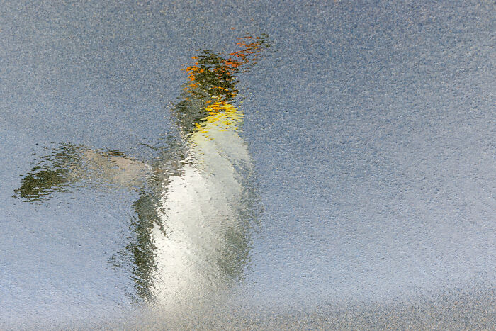 Reflection of a penguin in rippled water captured in stunning ocean photography from the 2025 Ocean Photographer of the Year Awards.