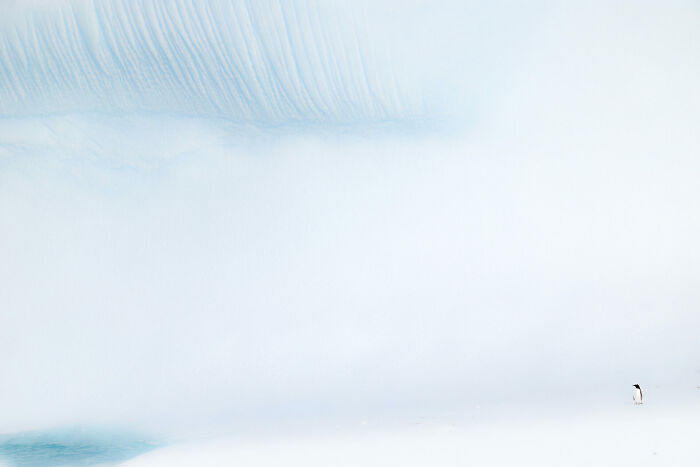 Minimalist ocean photograph featuring an iceberg and a lone penguin from Ocean Photographer of the Year Awards.