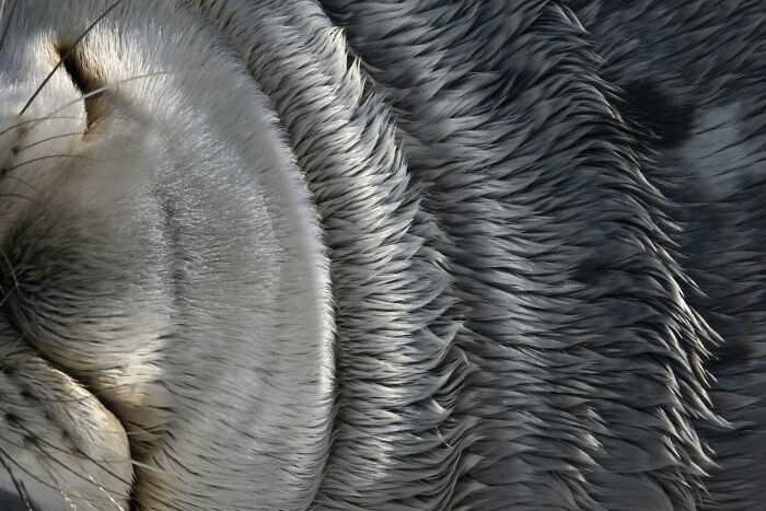 Close-up of a sea otter's fur texture showcasing natural patterns in a stunning ocean photographer of the year image.