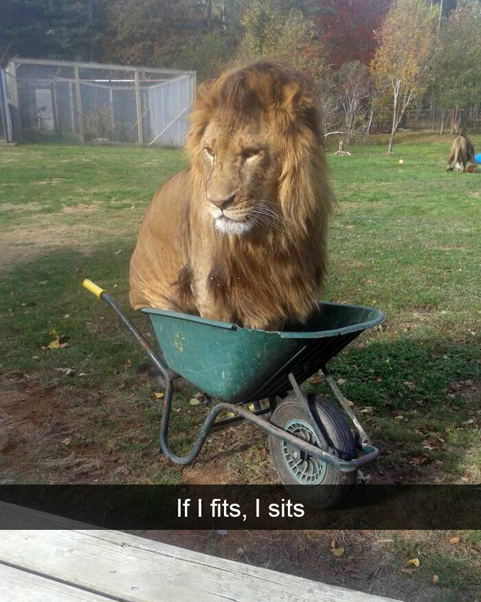 Lion sitting in a wheelbarrow outdoors, a funny and relatable animal meme to instantly improve your mood.