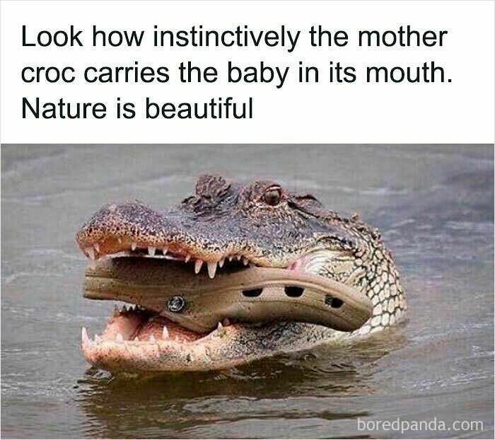 Crocodile carrying a baby shoe in its mouth, showcasing a funny and relatable animal meme to improve your mood.