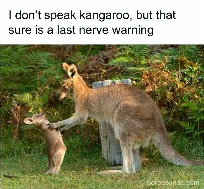 Adult kangaroo pushing away a smaller kangaroo with a caption about a last nerve warning in funny and relatable animal memes.