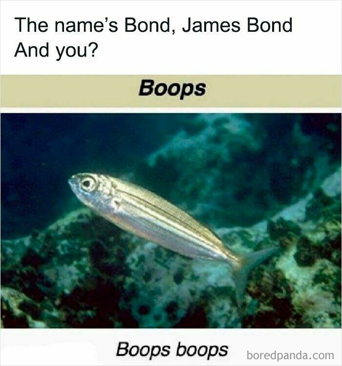 A funny and relatable animal meme featuring a fish with the caption referencing James Bond and "Boops boops" fish.