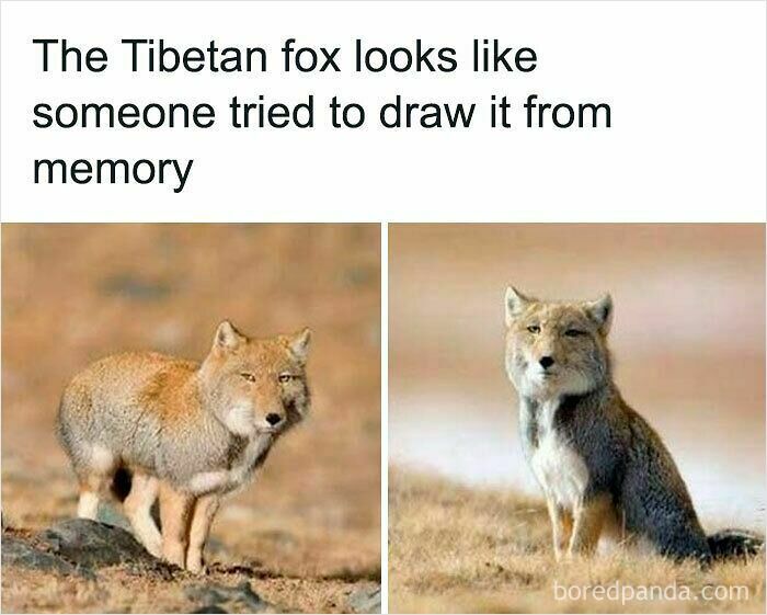 Two photos of a Tibetan fox with a unique face, featured in funny and relatable animal memes to improve your mood.