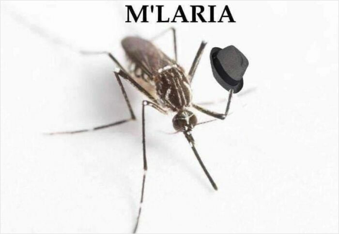 Close-up of a mosquito holding a tiny hat with a humorous caption, part of funny and relatable animal memes.