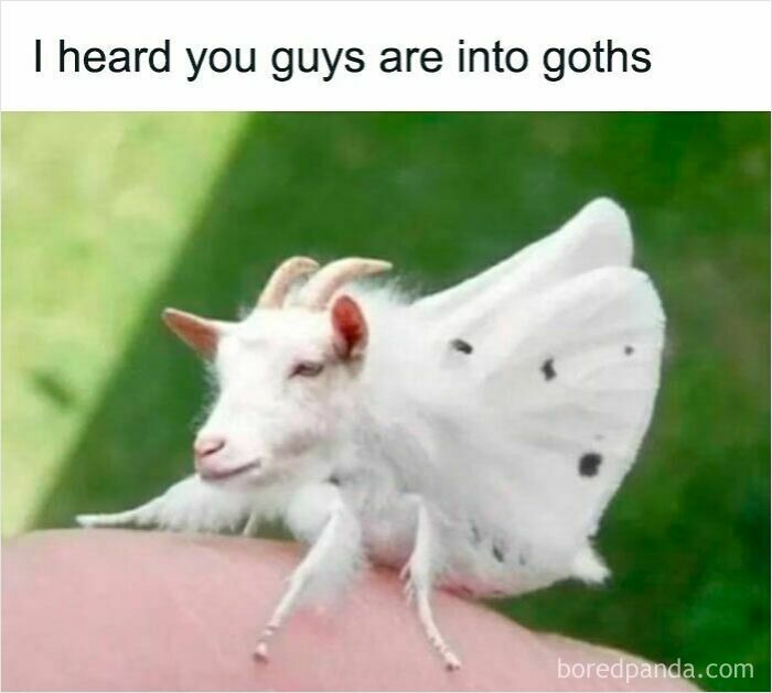 Goat head photoshopped onto a white moth body with text about goths, a funny and relatable animal meme.