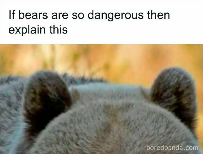 Close-up of a bear's head ears with a humorous caption about funny and relatable animal memes.