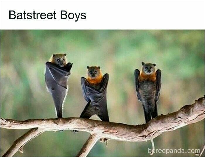 Three bats hanging upside down on a tree branch, resembling a funny animal meme to improve your mood.