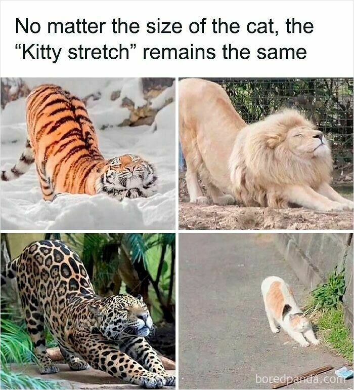 Four different big cats and a house cat doing the classic kitty stretch, showcasing funny and relatable animal memes.