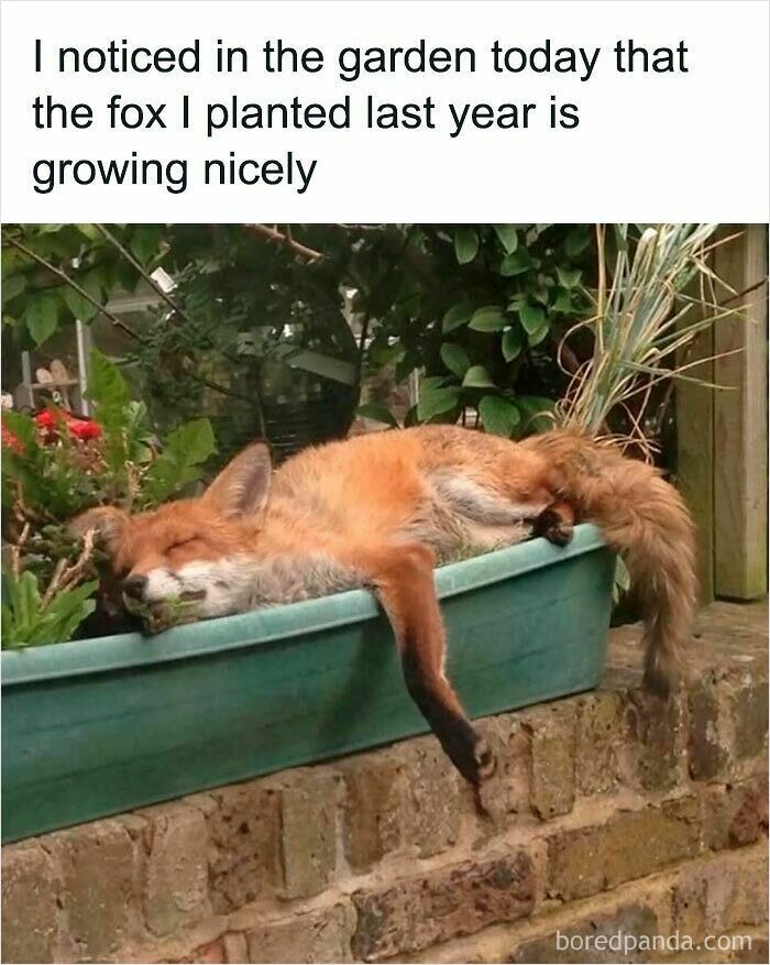 Fox sleeping comfortably in a garden planter, a funny and relatable animal meme to instantly improve your mood.