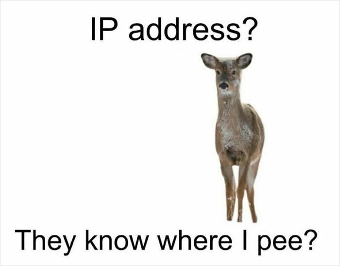 Deer meme joking about IP address and privacy, part of funny and relatable animal memes to improve your mood.
