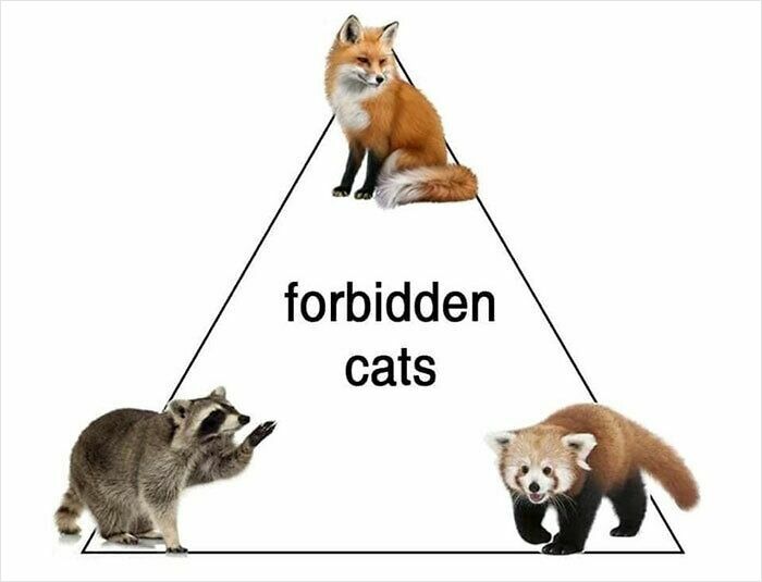 Triangle diagram showing a fox, raccoon, and red panda labeled as forbidden cats in a funny animal meme.