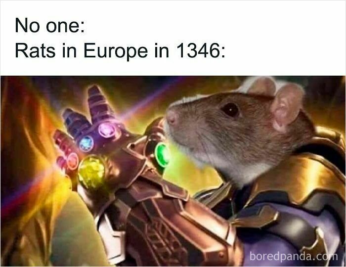 Rat wearing Infinity Gauntlet from Marvel movies in a funny and relatable animal meme to instantly improve your mood.