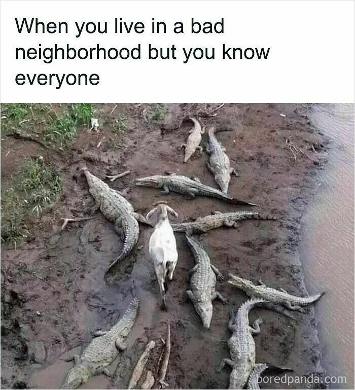 Dog surrounded by crocodiles in muddy area, a funny and relatable animal meme to instantly improve your mood.