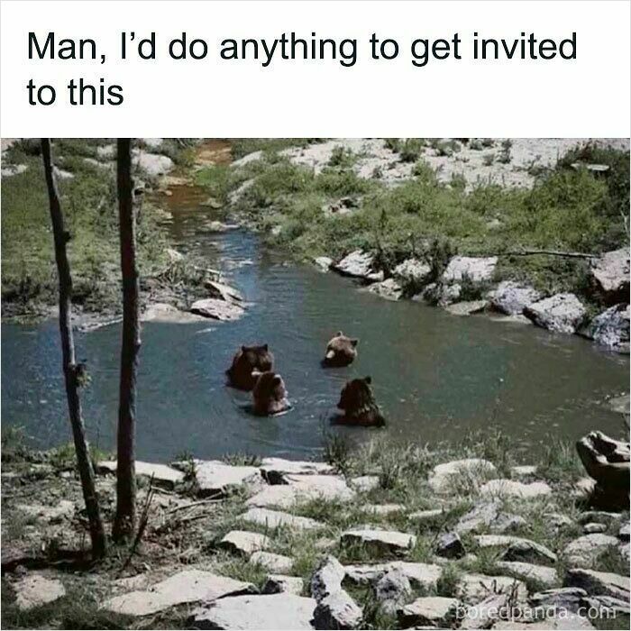 Four bears sitting and relaxing in a river surrounded by rocks and greenery, funny and relatable animal memes.