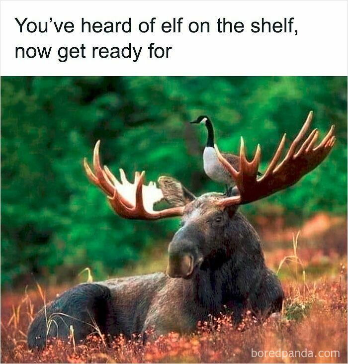 Moose lying in grass with a goose perched on its antlers, a funny and relatable animal meme to improve your mood.