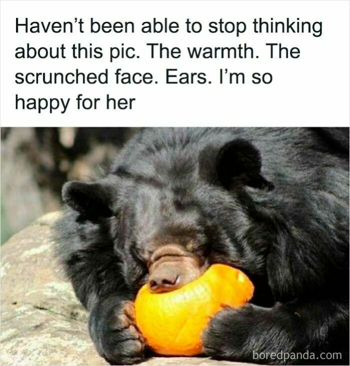 Black bear hugging a bright orange pumpkin with a scrunched face, a funny and relatable animal meme to improve mood.