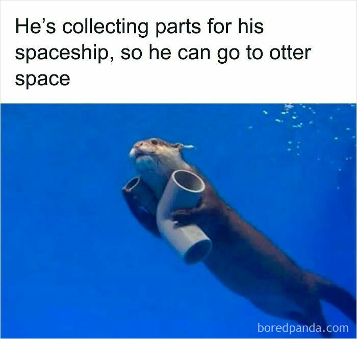 Otter holding tubes underwater, funny and relatable animal memes to instantly improve your mood.