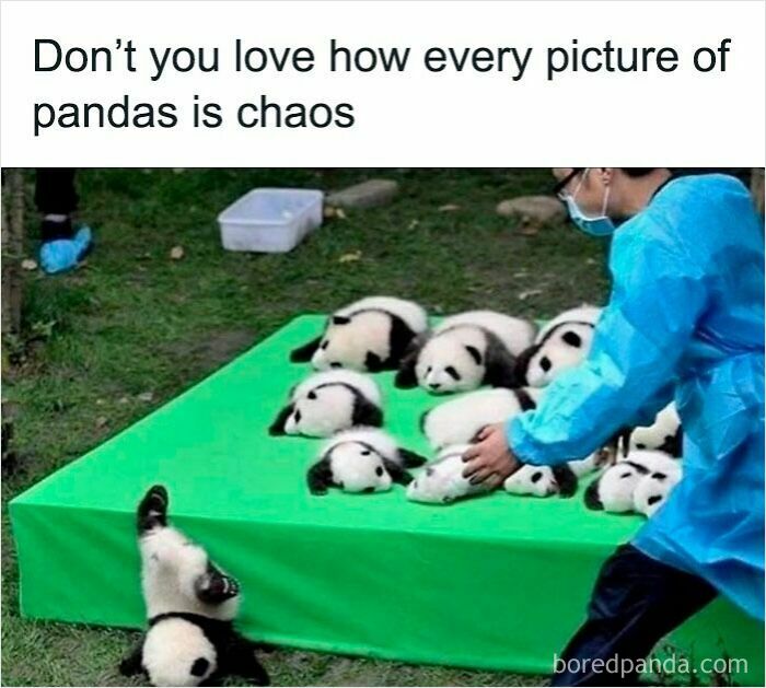 Several baby pandas lying on a green platform while one panda climbs down, showcasing funny and relatable animal memes.