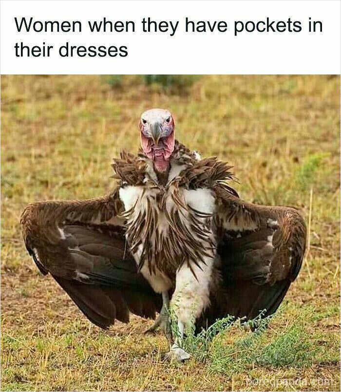 Vulture spreading wings humorously with text about women having pockets in dresses, a funny and relatable animal meme.