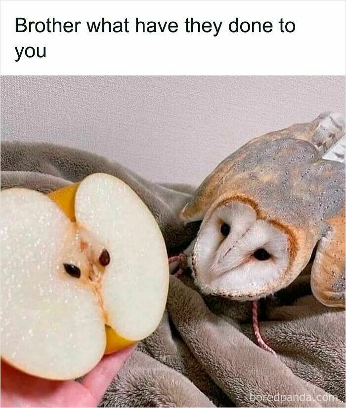 Owl next to an apple half that resembles an animal face, a funny and relatable animal meme to improve your mood.