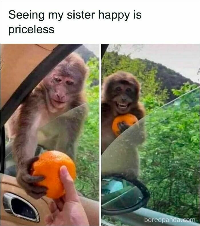 Monkey happily accepting an orange from a person, a funny and relatable animal meme to brighten your mood.