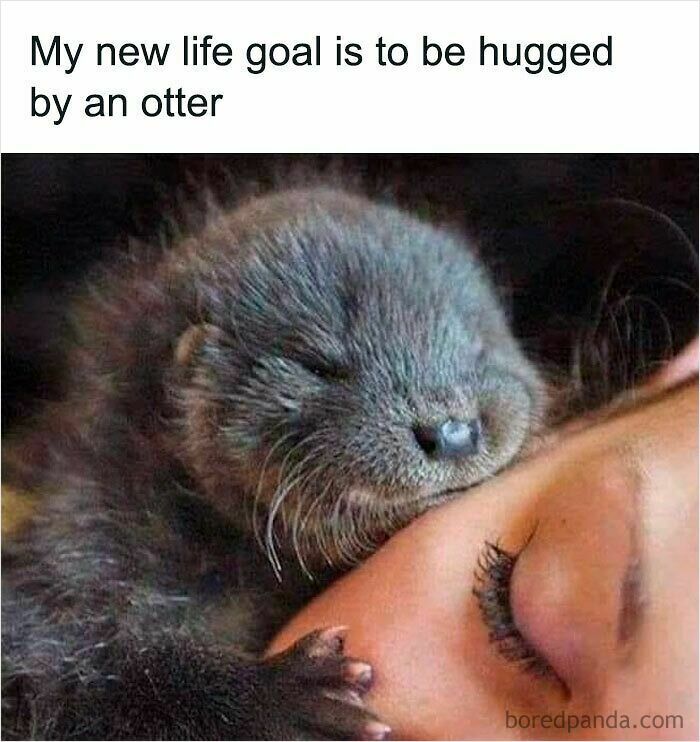 Cute otter cuddling a person's face in a funny and relatable animal meme to instantly improve your mood.